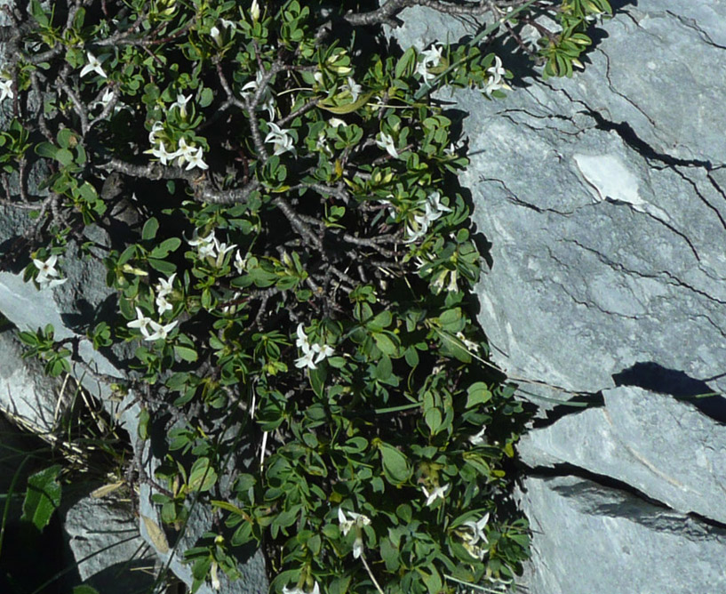 Daphne oleoides e Paeonia officinalis subsp. officinalis